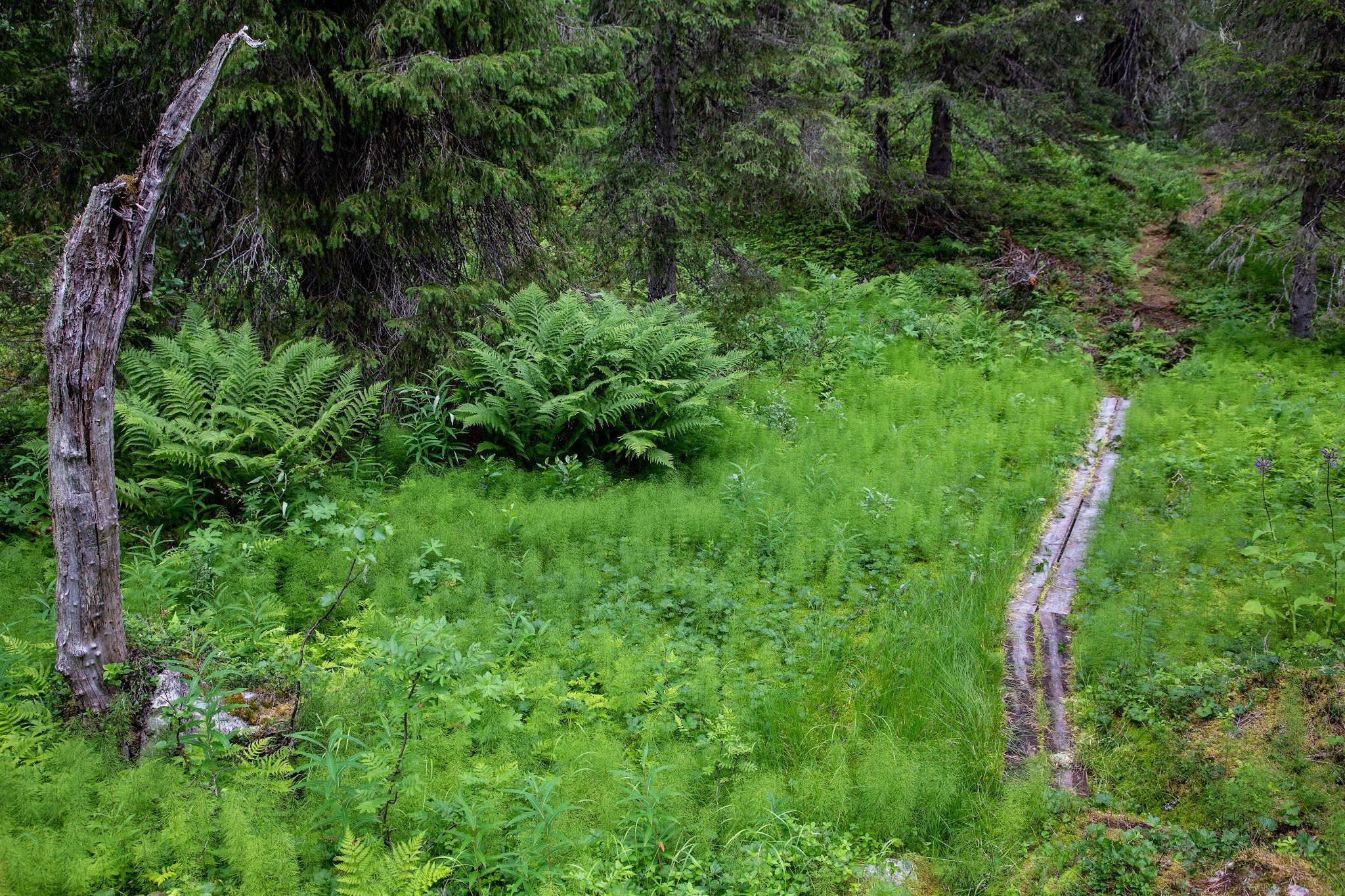 Midsommarfjället (Midsommarfjället Nature Reserve)